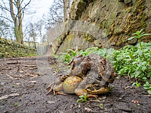 Pair of common frogs, Rana temporaria, with male common toad, Bufo bufo. Spring, Scotland