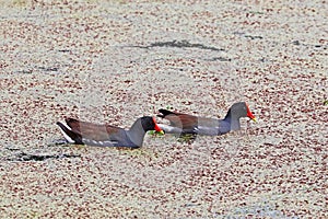 Pair of common gallinules or moorhens at Pinckney Island National Wildlife Refuge, South Carolina photo