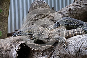 A pair of Common Goannas or Lace monitors (Varanus varius)