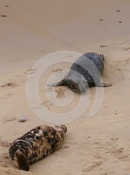 Pair of common grey seals at Horsey, Norfolk.