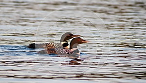 Pair of Common Loons Gavia Immer swimming