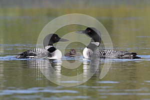 Pair of Common Loons Keeping Watch Over Their Baby