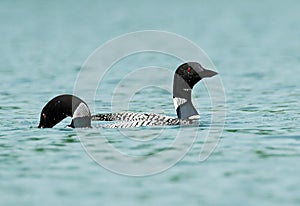 A pair of Common Loons in Maine