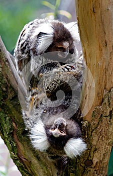 Pair of Common Marmosets Callithrix jacchus