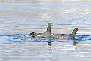 Pair of common moorhen swimming in a lake on a sunny day with blur background