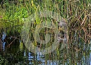 A Pair of Common Moorhens in the Florida Wetlands