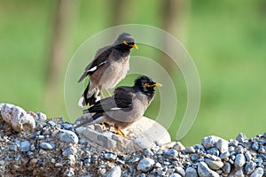 Pair of Common myna or Indian myna (Acridotheres tristis) close up