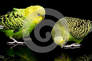 A pair of common parakeets budgerigar bird Melopsittacus undulatus budgie