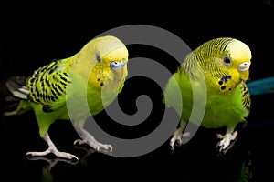 A pair of common parakeets budgerigar bird Melopsittacus undulatus budgie