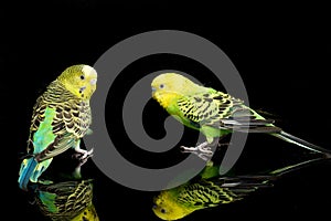 A pair of common parakeets budgerigar bird Melopsittacus undulatus budgie