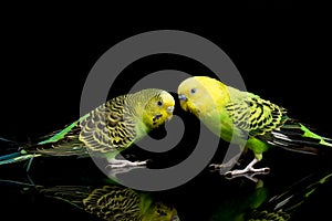 A pair of common parakeets budgerigar bird Melopsittacus undulatus budgie