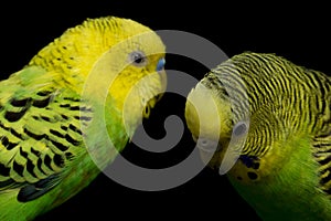 A pair of common parakeets budgerigar bird Melopsittacus undulatus budgie