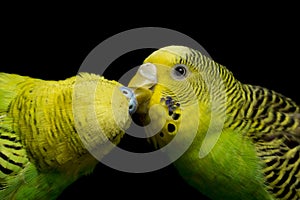 A pair of common parakeets budgerigar bird Melopsittacus undulatus budgie