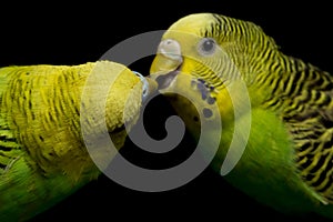 A pair of common parakeets budgerigar bird Melopsittacus undulatus budgie