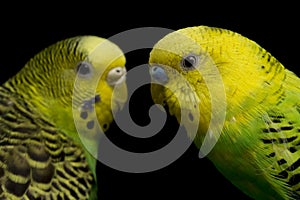 A pair of common parakeets budgerigar bird Melopsittacus undulatus budgie