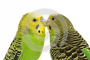 A pair of common parakeets budgerigar, Melopsittacus undulatus, budgie