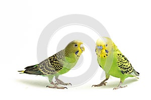 A pair of common parakeets budgerigar, Melopsittacus undulatus, budgie