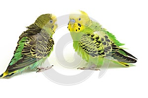 A pair of common parakeets budgerigar, Melopsittacus undulatus, budgie