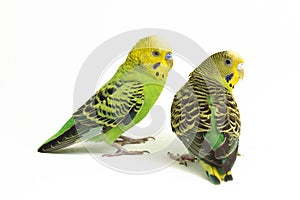 A pair of common parakeets budgerigar, Melopsittacus undulatus, budgie