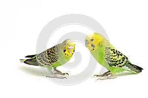 A pair of common parakeets budgerigar, Melopsittacus undulatus, budgie