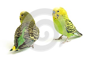 A pair of common parakeets budgerigar, Melopsittacus undulatus, budgie