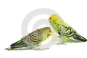 A pair of common parakeets budgerigar, Melopsittacus undulatus, budgie