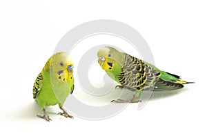 A pair of common parakeets budgerigar, Melopsittacus undulatus, budgie