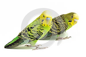 A pair of common parakeets budgerigar, Melopsittacus undulatus, budgie