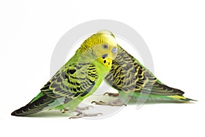 A pair of common parakeets budgerigar, Melopsittacus undulatus, budgie