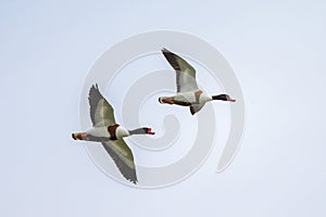 A pair of Common Shelducks flying on a cloudy day