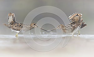 Pair of Common Snipe in love