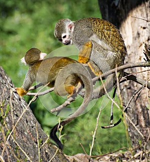 Pair of a Common squirrel monkey (Saimiri sciureus)