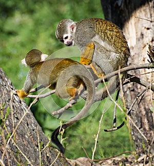 Pair of a Common squirrel monkey (Saimiri sciureus) photo