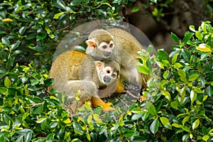 A pair of Common Squirrel Monkey sitting on tree branches