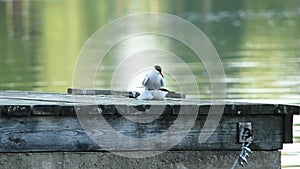 Pair of common tern (Sterna hirundo) mating on a wooden dock by the lake in Finland