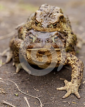 A pair of common toads Bufo bufo during the breeding season, in the open air. Macro