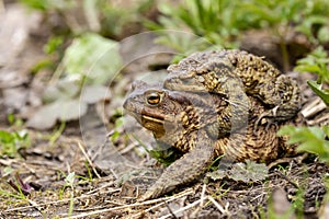 A pair of common toads Bufo bufo during the breeding season, in the open air. Macro