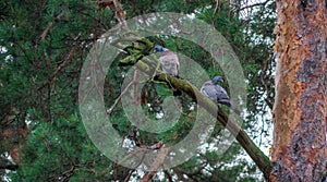 A pair of common wood pigeons are sitting on a dry pine