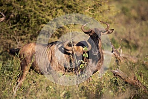 Pair of Connochaetes which are commonly known as wildebeest, are antelopes which are herbivorous animals