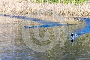 A pair of coots dart across a lake on the outskirts of Nottingham, UK