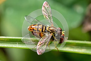 A pair of copulating Margined Calligraphers (Toxomerus marginatus