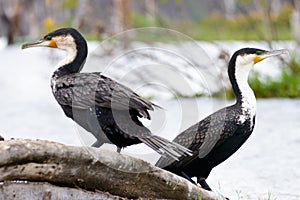 A pair of cormarant on the wood