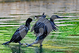 A pair of Cormorant drying its wing