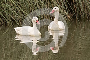 Pair of coscoroba swans & x28;Coscoroba coscoroba& x29;