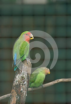 Pair of Cotorra parrot