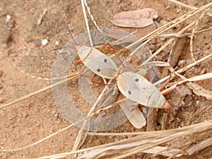 Pair of Cotton stainer bugs mating