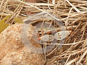 Pair of Cotton stainer bugs mating