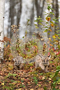 Pair of Cougar Kittens (Puma concolor) Crawl Out of Weeds Autumn