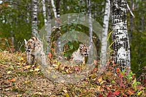 Pair of Cougar Kittens (Puma concolor) On Embankment in Forest Autumn