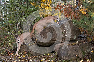 Pair of Cougars Puma concolor Climb About on Rock Den Autumn